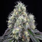 Wedding Crasher Strain